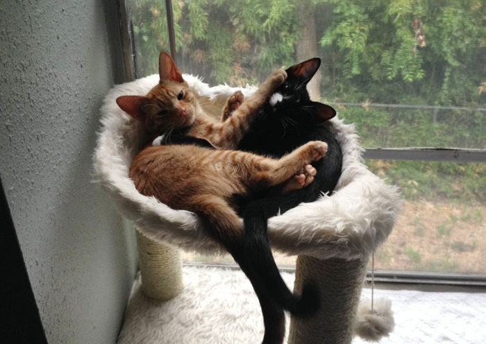 hermanos-gatos-adoptados-dormir-juntos-barnaby-stoche (2)