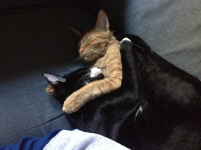 hermanos-gatos-adoptados-dormir-juntos-barnaby-stoche (3)