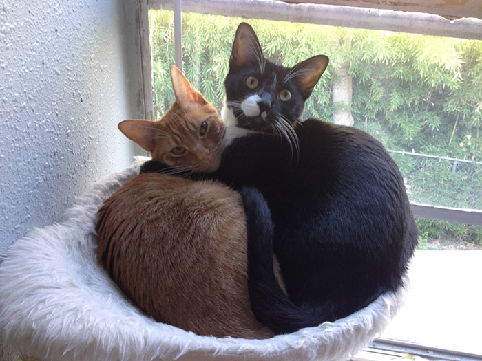 hermanos-gatos-adoptados-dormir-juntos-barnaby-stoche (4)