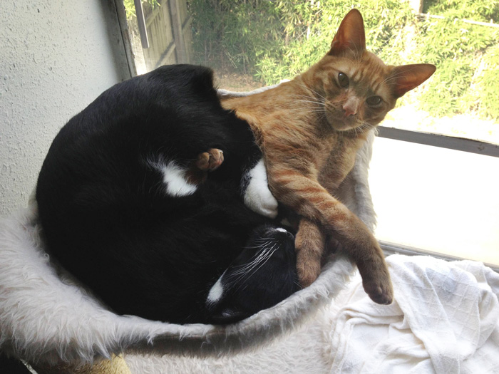 hermanos-gatos-adoptados-dormir-juntos-barnaby-stoche (5)