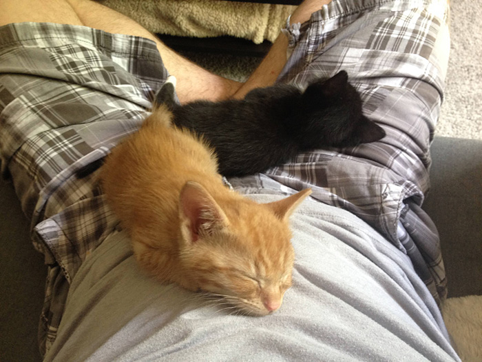 hermanos-gatos-adoptados-dormir-juntos-barnaby-stoche (6)