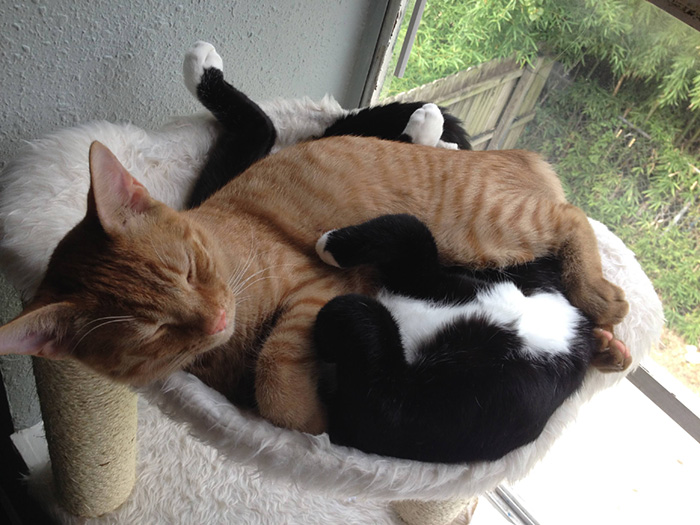 hermanos-gatos-adoptados-dormir-juntos-barnaby-stoche (7)