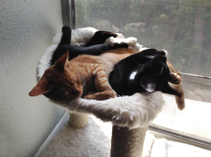 hermanos-gatos-adoptados-dormir-juntos-barnaby-stoche (8)