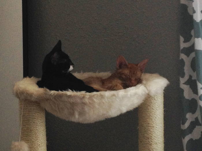 hermanos-gatos-adoptados-dormir-juntos-barnaby-stoche (9)