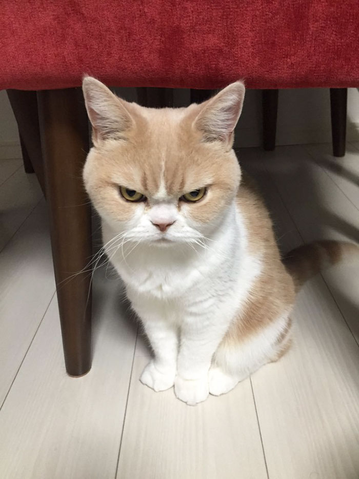 Este es el Grumpy Cat japonés y tiene aún más cara de enfado que el original