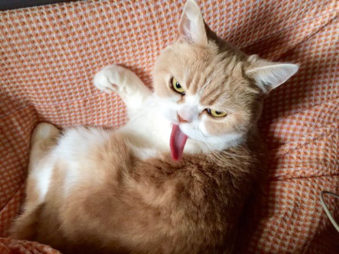 Este es el Grumpy Cat japonés y tiene aún más cara de enfado que el original
