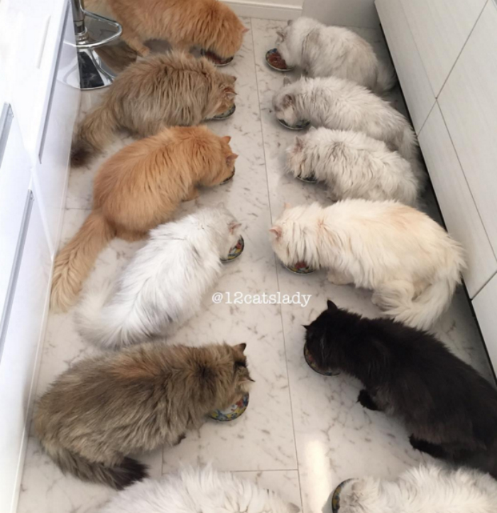 Esta mujer vive con 12 gatos persa chinchilla que en realidad son quienes mandan en casa