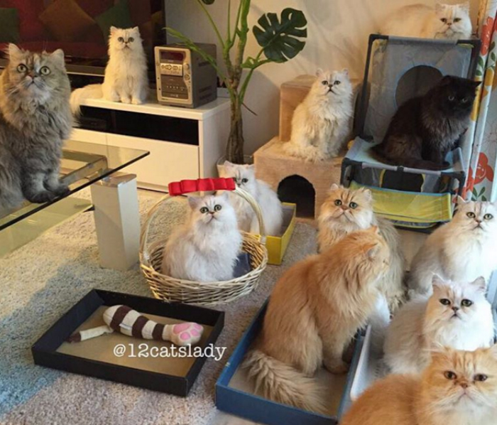 Esta mujer vive con 12 gatos persa chinchilla que en realidad son quienes mandan en casa