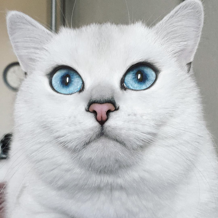 Este gato tiene los ojos más preciosos que hayas visto