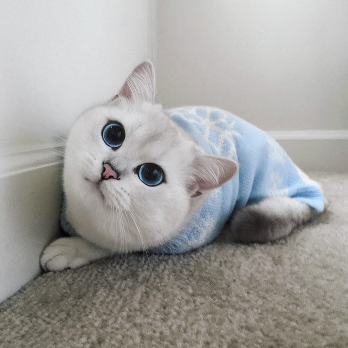 Este gato tiene los ojos más preciosos que hayas visto