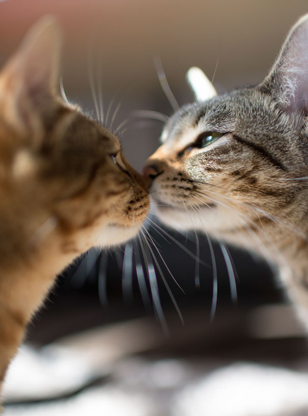 15 Parejas de gatos preparados para el día de San Valentín