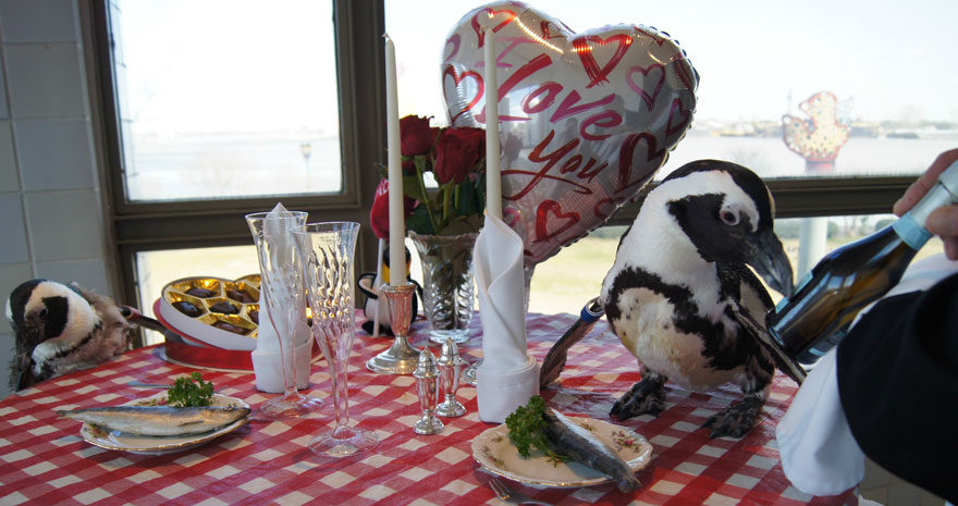 Esta pareja de pingüinos acaba de celebrar su 22º día de San Valentín