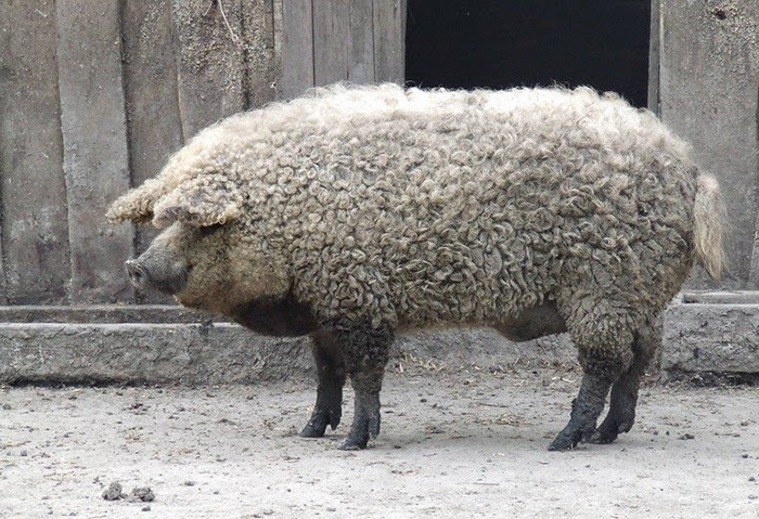 Estos cerdos lanudos parecen ovejas y se comportan como perros