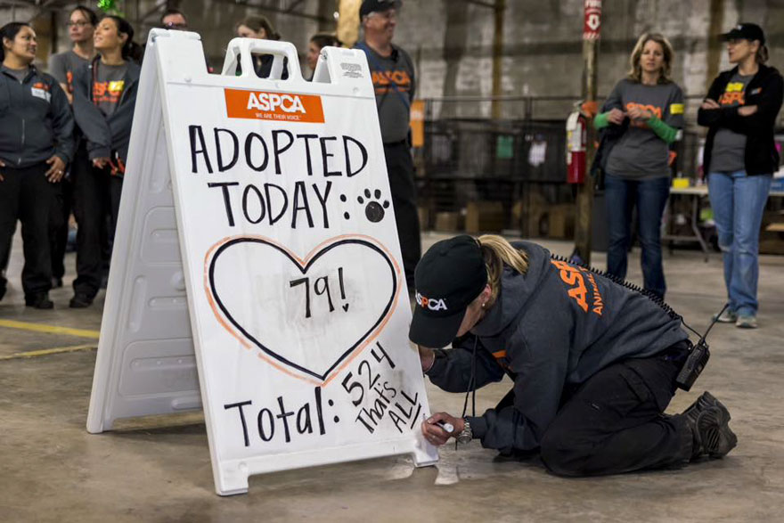 Había 524 Perros y gatos en este evento masivo de adopción, ¡y TODOS encontraron un hogar!