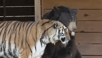 amistad-animal-inusual-oso-leon-tigre-santuario-georgia (1)