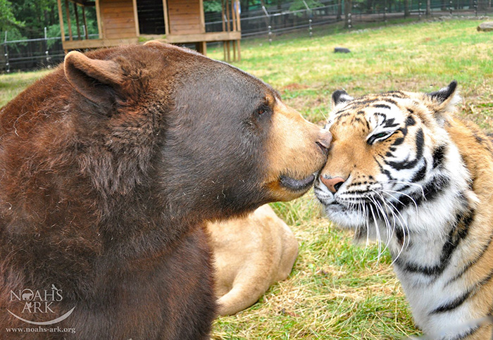 amistad-animal-inusual-oso-leon-tigre-santuario-georgia (1)