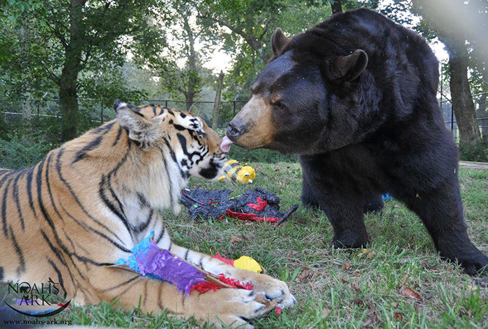 Estos hermanos oso, león y tigre llevan juntos 15 años