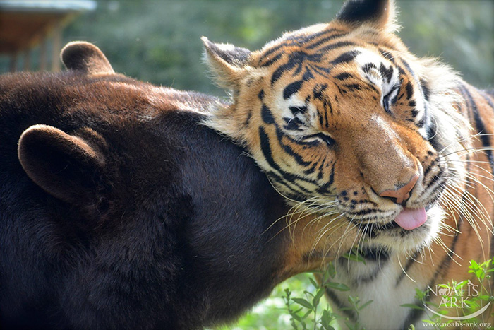 amistad-animal-inusual-oso-leon-tigre-santuario-georgia (11)