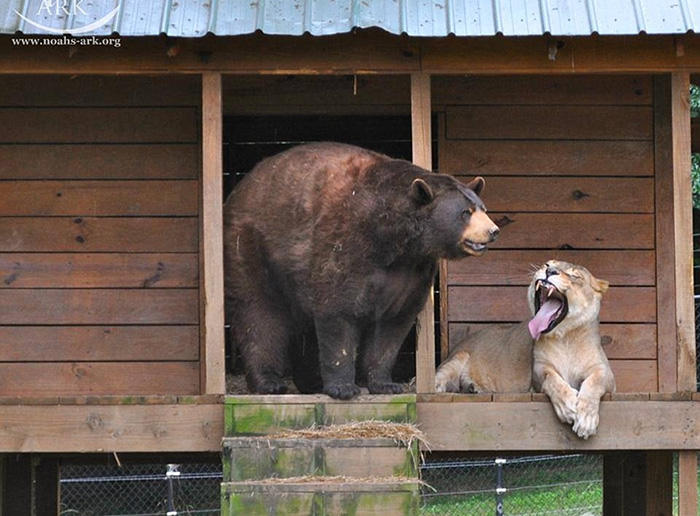 amistad-animal-inusual-oso-leon-tigre-santuario-georgia (3)