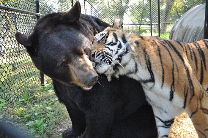 Estos hermanos oso, león y tigre llevan juntos 15 años