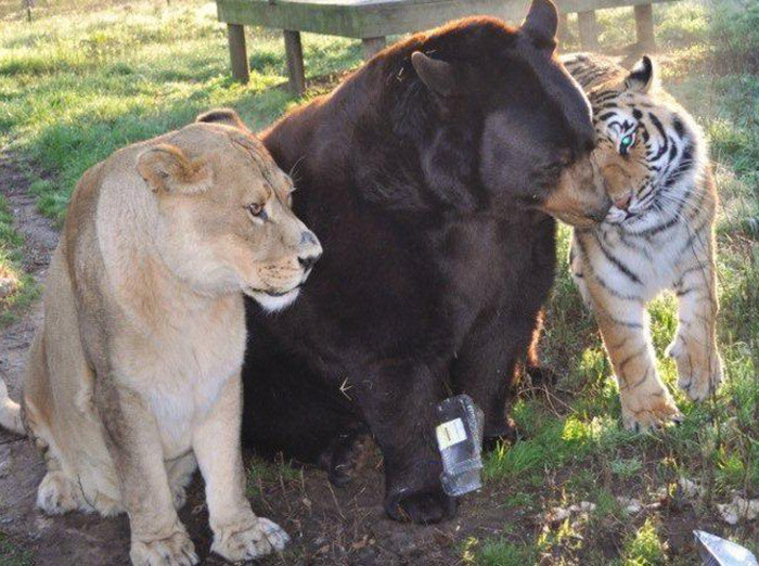 amistad-animal-inusual-oso-leon-tigre-santuario-georgia (5)