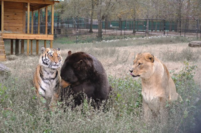 amistad-animal-inusual-oso-leon-tigre-santuario-georgia (7)