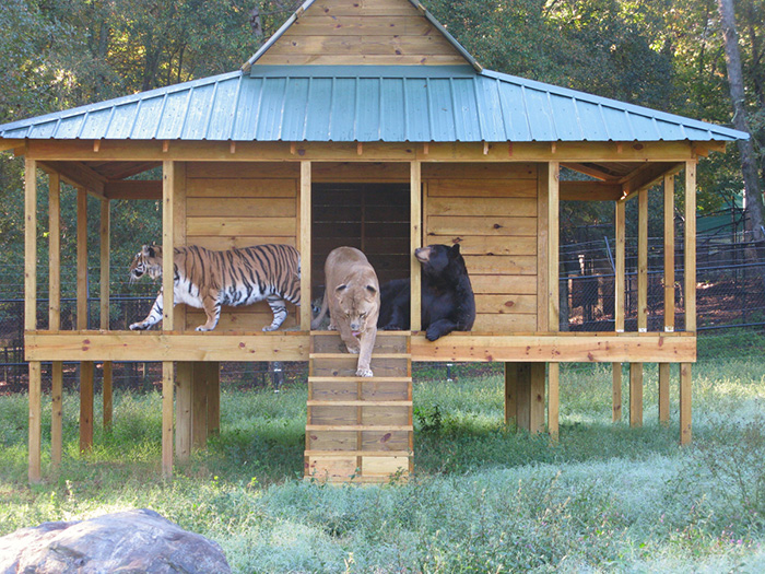 amistad-animal-inusual-oso-leon-tigre-santuario-georgia (8)