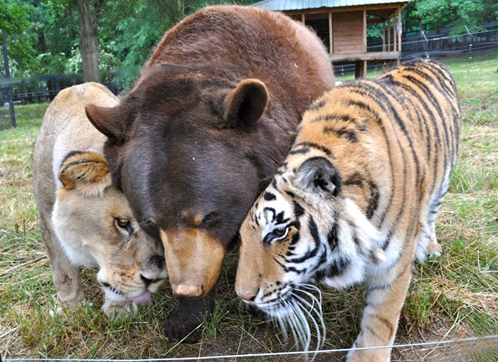 amistad-animal-inusual-oso-leon-tigre-santuario-georgia (9)