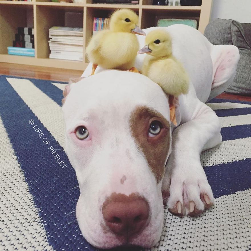amistad-animal-patos-perros-rescatados-pikelet-patty (1)