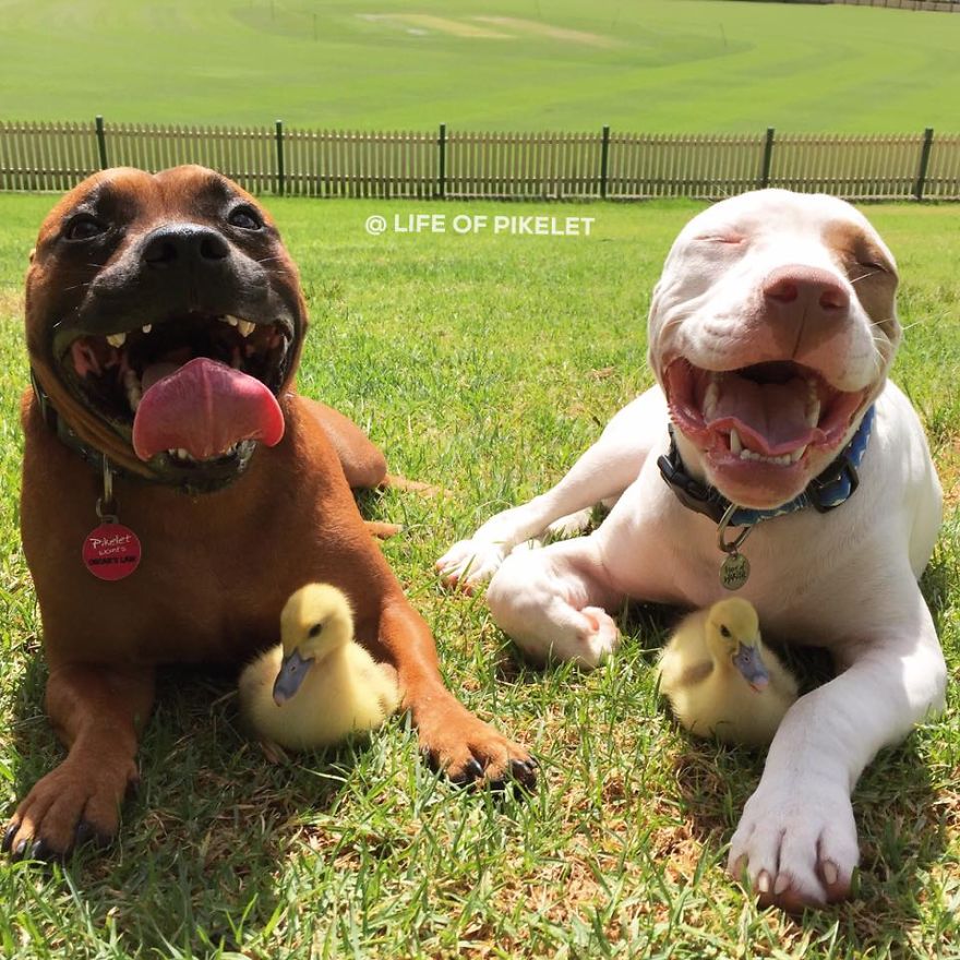 amistad-animal-patos-perros-rescatados-pikelet-patty (3)