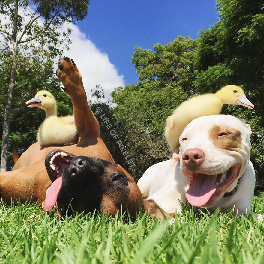amistad-animal-patos-perros-rescatados-pikelet-patty (5)