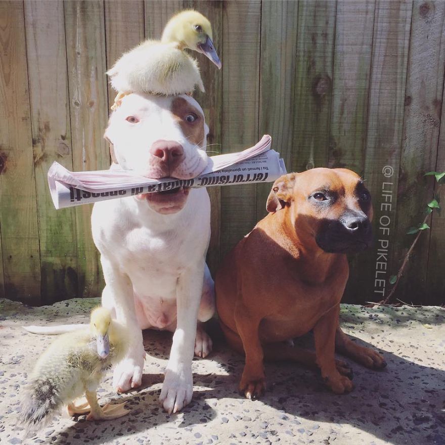 amistad-animal-patos-perros-rescatados-pikelet-patty (7)