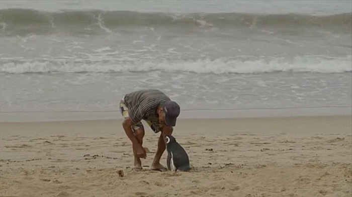 Este pingüino nada 8000 kms cada año para ver al hombre que le salvó la vida