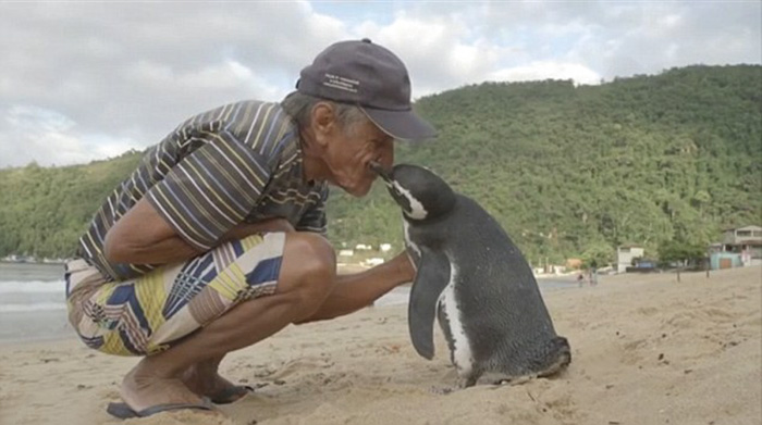Este pingüino nada 8000 kms cada año para ver al hombre que le salvó la vida
