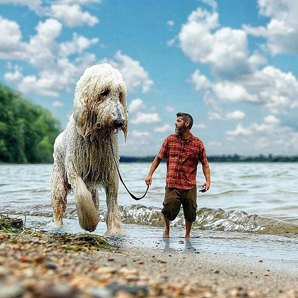 Este fotógrafo photoshopea a su perro como si fuera un gigante