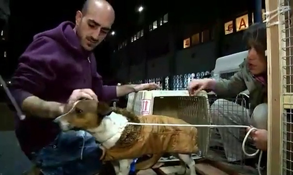 Esta mujer no podía elegir qué perro adoptar, así que compró el refugio entero