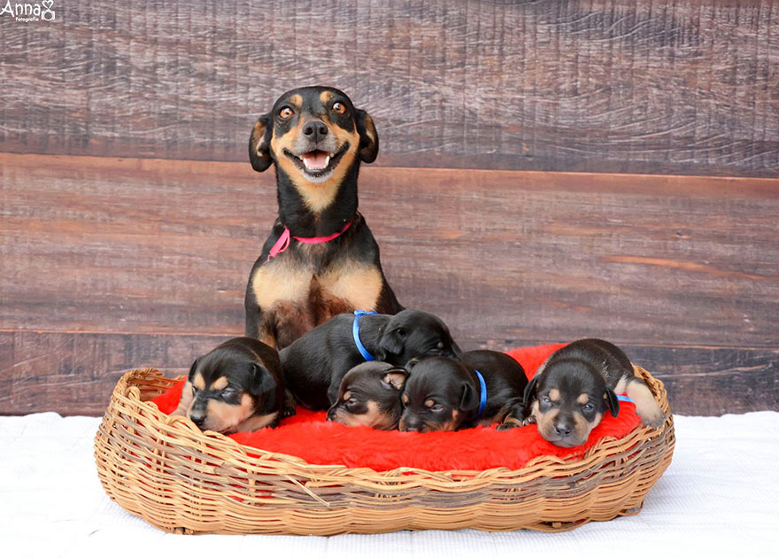 La perrita de la sesión de fotos de maternidad ha dado a luz 5 adorables cachorros