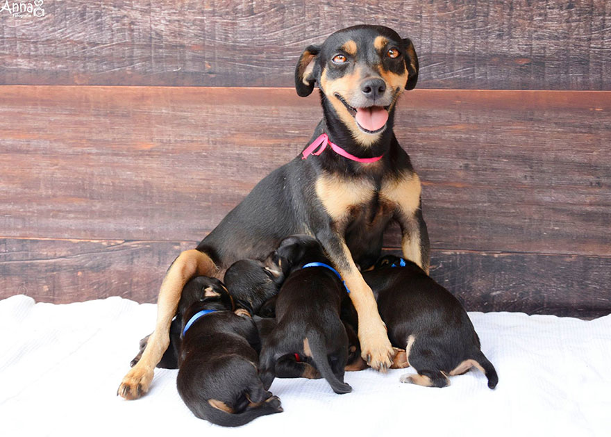 La perrita de la sesión de fotos de maternidad ha dado a luz 5 adorables cachorros
