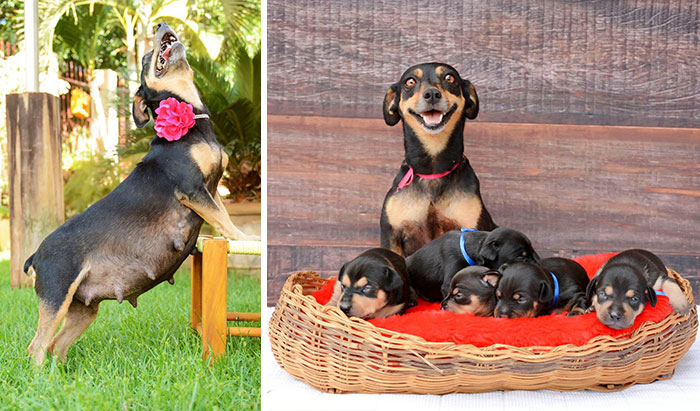 Ficticio Detallado Ligadura La perrita de la sesión de fotos de maternidad ha dado a luz 5 adorables  cachorros | Bored Panda