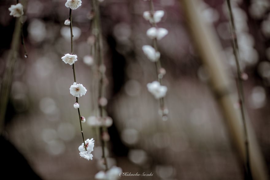 Fotografío la primavera en Japón