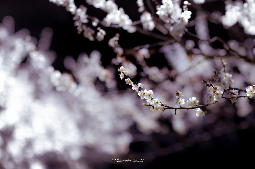 Fotografío la primavera en Japón