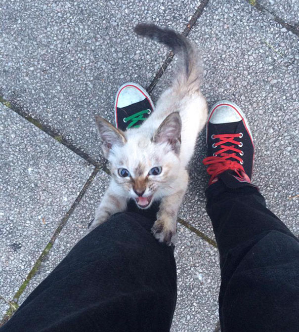 Este gatito callejero eligió a su humano en un parque y no lo dejó marchar