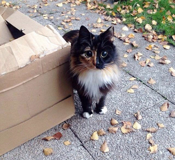 Este gato ciego encontrado en la calle tiene unos ojos irresistibles