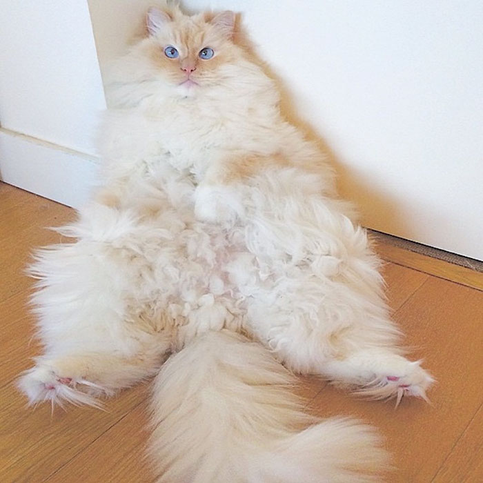 Este majestuoso gato tan peludo parece una nube