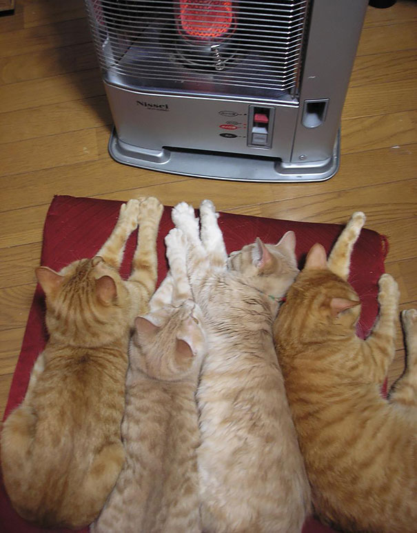 25 Gatos que adoran el calor más que nada