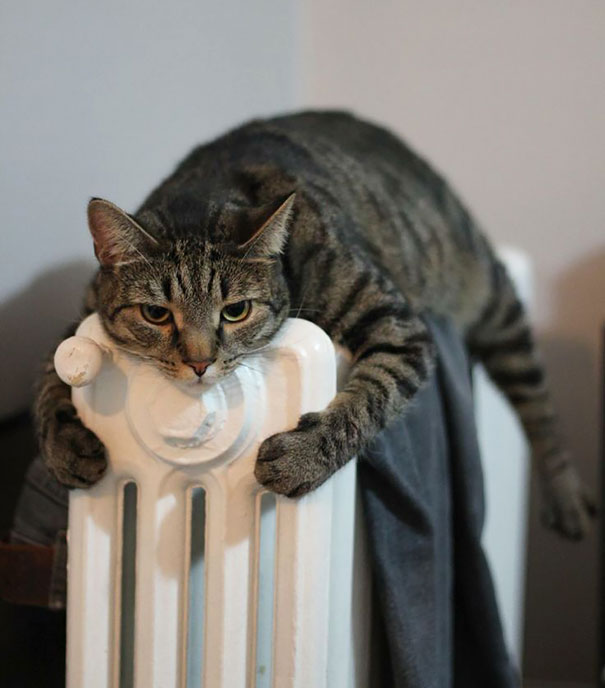 25 Gatos que adoran el calor más que nada