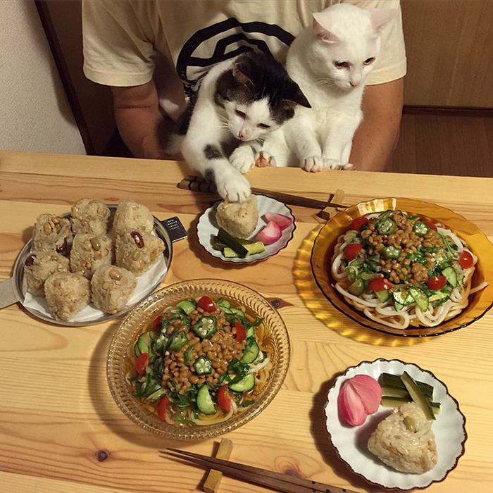 Esta pareja japonesa capta cada vez que sus gatos les miran mientras comen