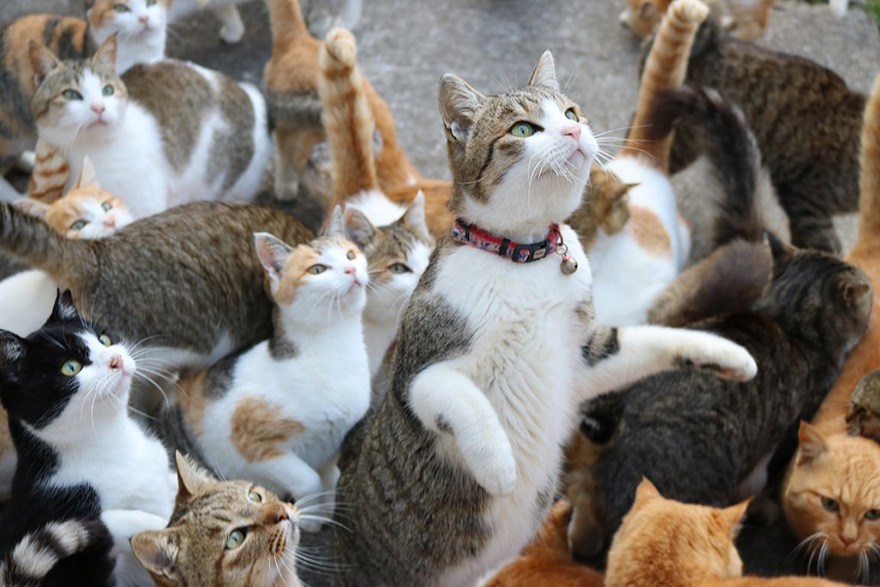 La isla de los gatos en Japón pide comida a internet y recibe más de la que puede almacenar