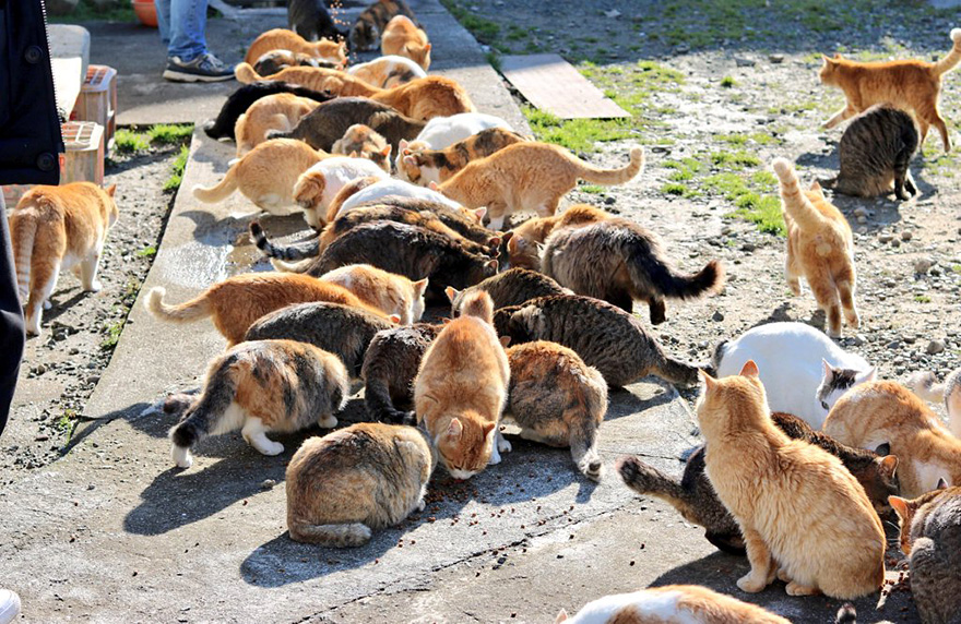 La isla de los gatos en Japón pide comida a internet y recibe más de la que puede almacenar