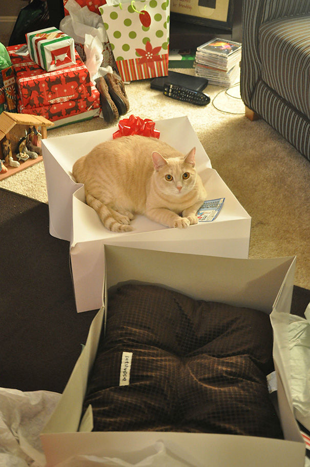 20 Fotos de gatos usando sus regalos cuidadosamente elegidos